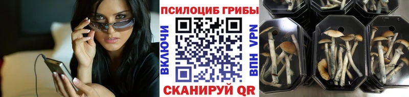 купить наркотик  Суворов  мориарти какой сайт  Псилоцибиновые грибы Psilocybe 